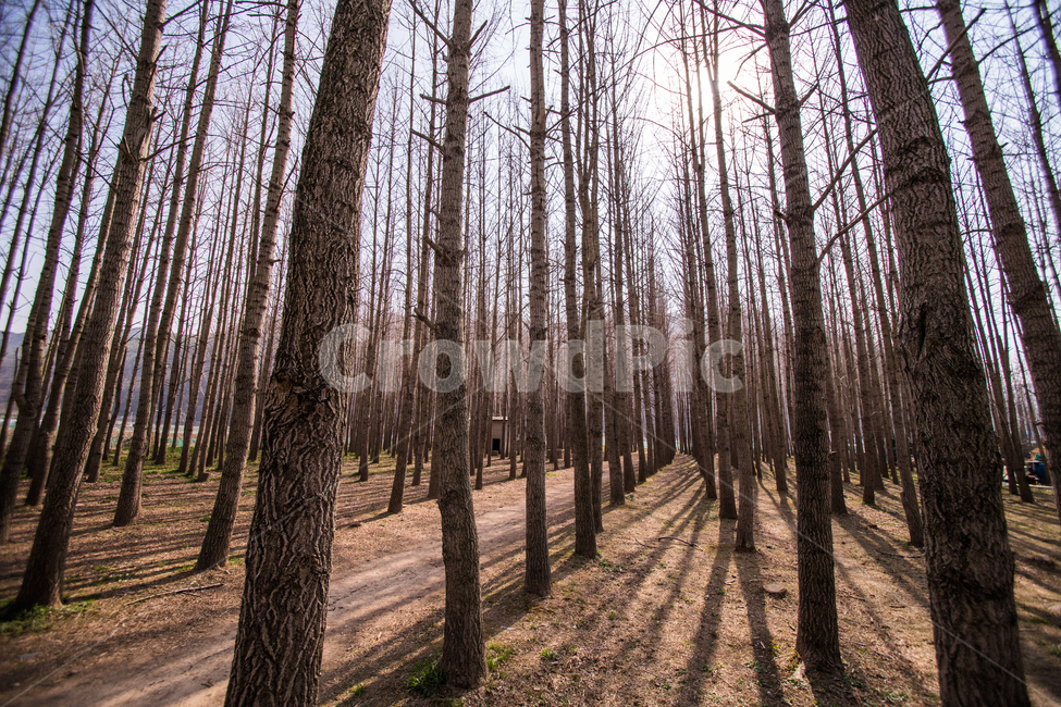 경주,은행나무숲,도리마을,앙상,나무,자연,풍경,nature,landscape,tree,plant,식물,tree trunk,나무 줄기