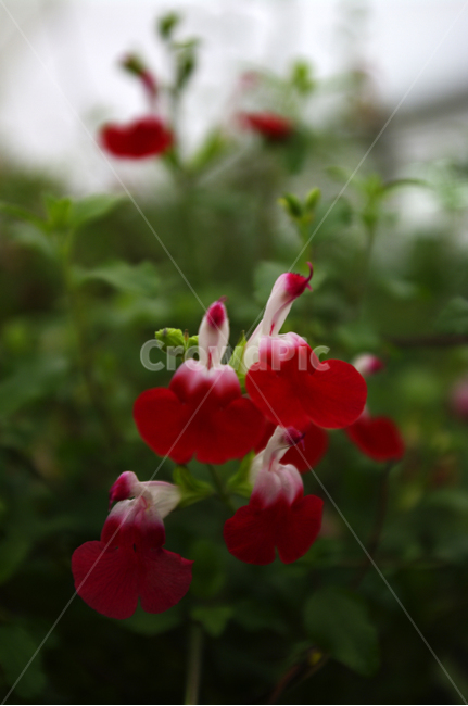 꽃,식물,flower,plant,세이지,식물,자연,plants,nature,꽃,flower