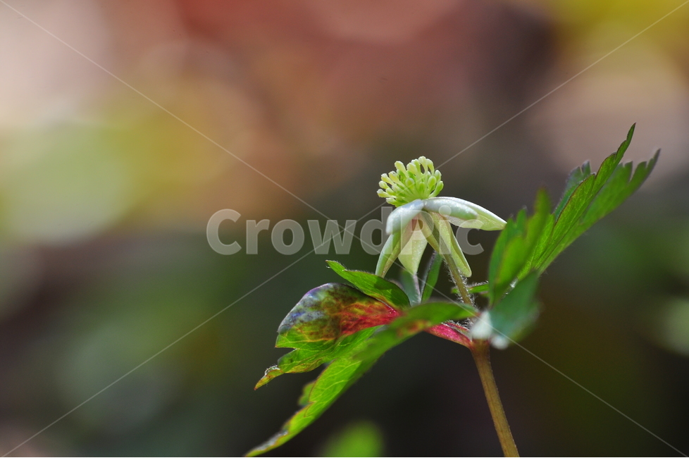봄꽃,야생화,접사,마크로,클로즈업,macro,태백바람꽃,꽃봉오리,시즌,계절,자연,고산식물,식물,초록,초본,꽃,들꽃,희귀식물,우리꽃,토종,그린,잎새,싱그러운,순수,녹색,green,flowers,beautiful,plant,아웃포커스,배경흐림,nature,봄,계절,spring,season,식물,자연,plants,nature,꽃,flower