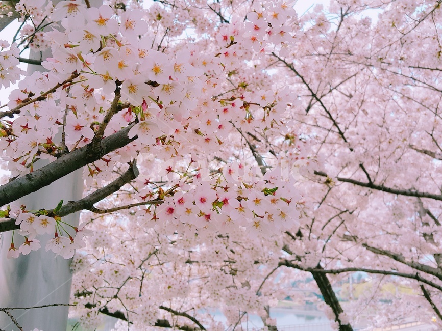 벚꽃,벚꽃구경,벚꽃놀이,꽃,벚꽃나무,CherryBlossom,flower