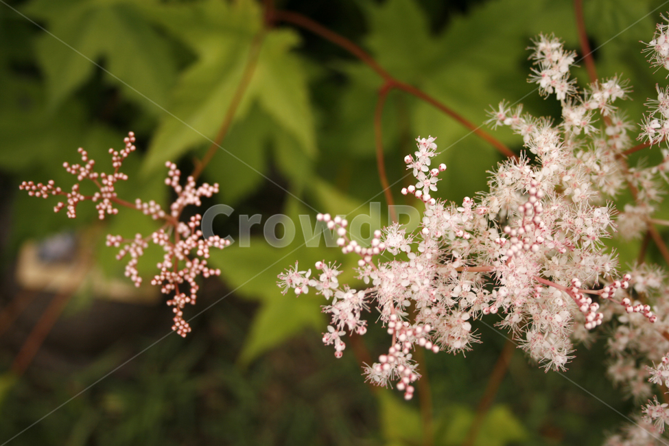 터리풀,식물,flower,plants,nature,꽃,식물,자연,plants,nature,꽃,flower