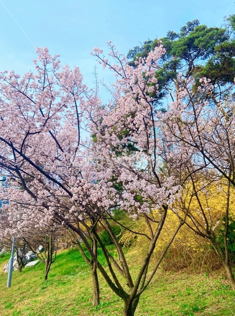 plant,식물,blossom,flower,cherryblossom,벚꽃