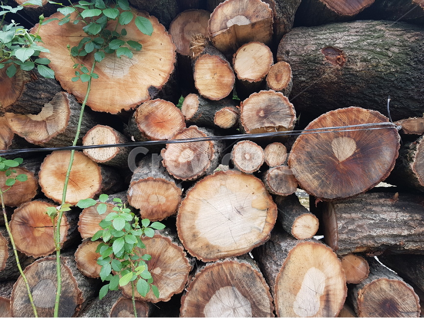 나무,나이테,갈색,나무장작,장작,쌓여있는,나무,trees,wood