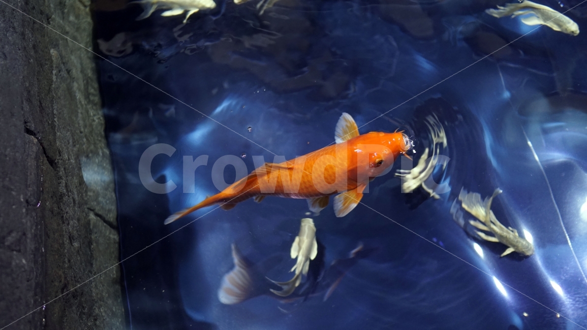 물고기,잉어,열대어,붕어,생선,어류,수족관,낙시,fish,어항,금붕어,수산,해양,바다,생물,동물,물속,바다속,바닷속,animal,수중,생명,자연,nature,물결,동물,animal,어류,물고기,fish