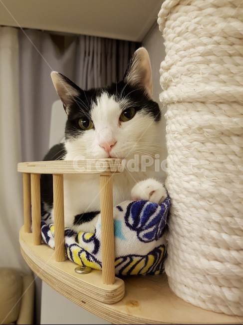 cat,고양이,캣타워,cattower,흰색,검정색,고양이귀,동물,animal,포유류,mammal,고양이,cat,kitten,kitty