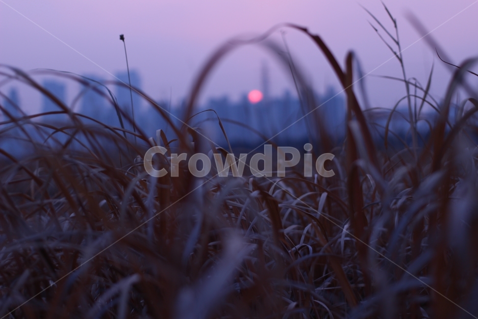 갈대,억새,일몰,필름감성,라라랜드,식물,자연,plants,nature,감성,sensible,feeling,색깔,색상,색채,색감,color sense,color sensitivity,feeling of color