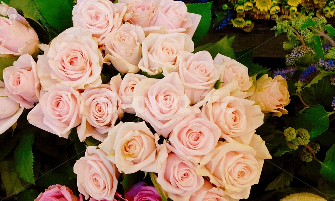 장미,장미꽃,꽃다발,꽃시장,양재꽃시장,양재
