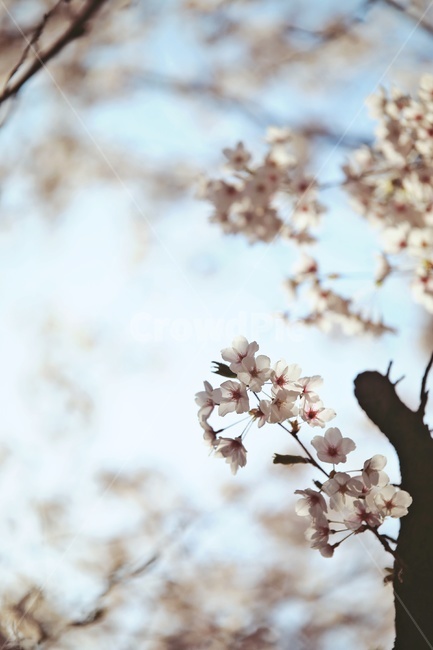 벚꽃,벚나무,cherryblossoms,flower,pink,tree,봄꽃