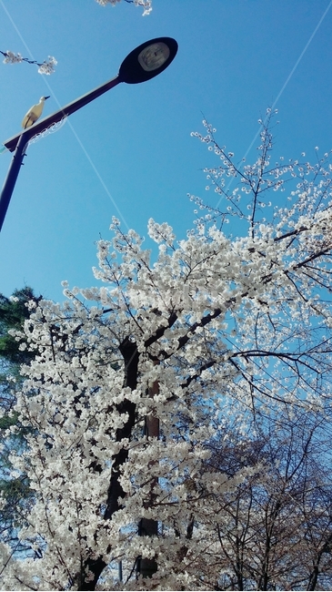 plant,식물,animal,동물,bird,새,flower,꽃,blossom,벚꽃나무,봄,벚꽃축제,가로등,등불,나무,나무아래,구름,하늘,풍경