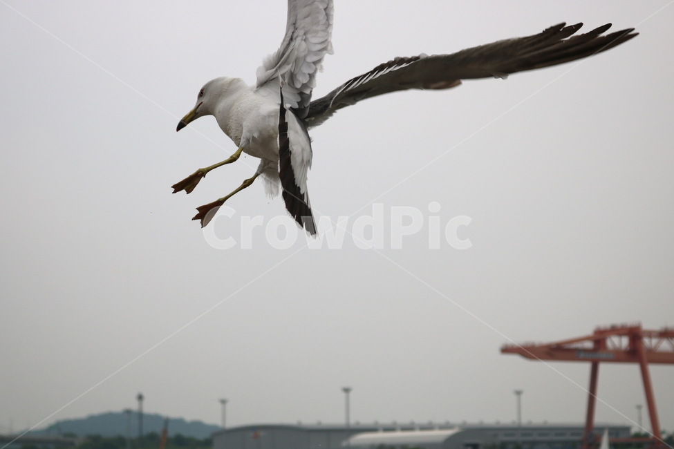 갈매기,새,조류,한강,동물,동물,animal,조류,새,birds