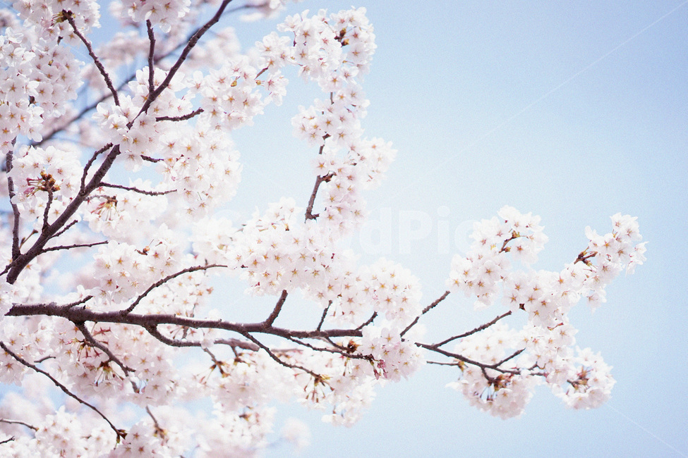 벚꽃,사쿠라,봄꽃,꽃놀이,꽃구경,spring,봄,계절,spring,season,자연,풍경,nature,landscape,plant,식물,flower,꽃,blossom,cherry blossom