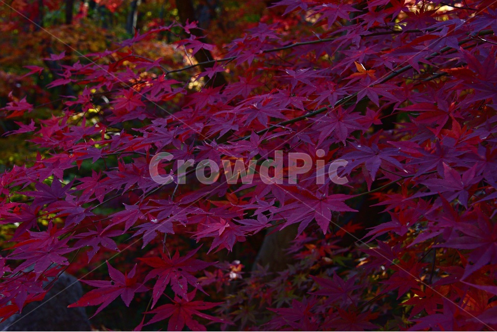 가을단풍,단풍,풍경,감성,단풍나무,꽃단풍,가을,계절,fall,autumn,season,leaf,잎,plant,식물,tree,나무,maple