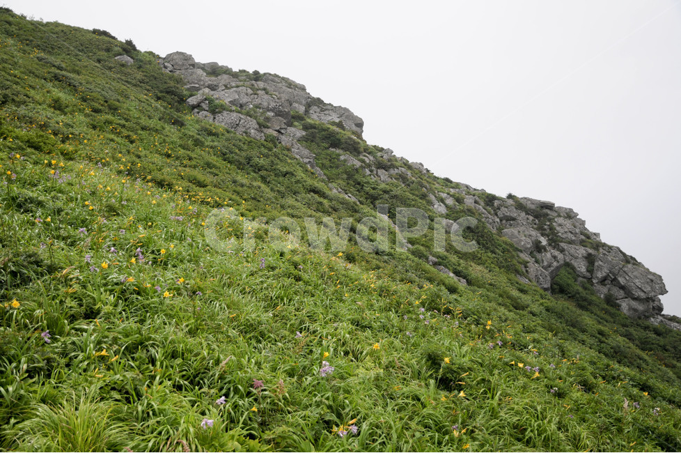 덕유산,원추리꽃,원추리능선,백암봉,백암봉원추리,자연,풍경,nature,landscape,한국자연풍경,한국자연경관,korea nature landscape,outdoors,옥외,slope,경사