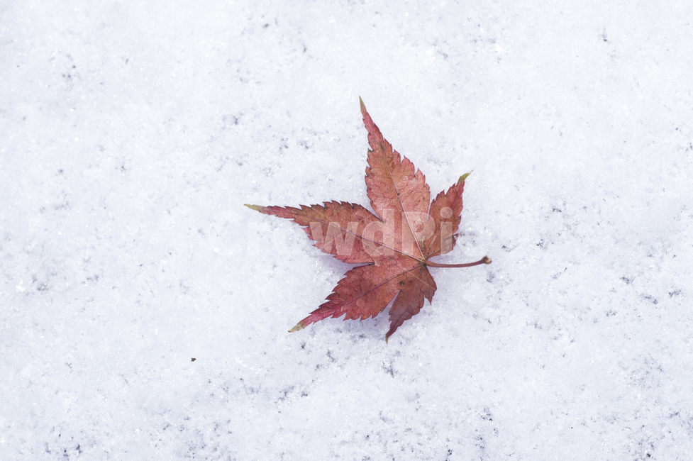 leaf,잎,plant,식물,tree,나무,단풍잎,겨울,눈