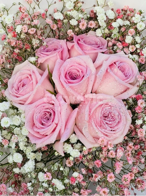 장미꽃,꽃,로즈데이,공원,꽃잎