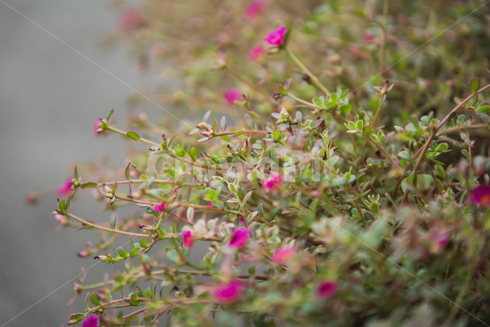 꽃,식물,flowers,botanical,plant,식물,자연,plants,nature,꽃,flower