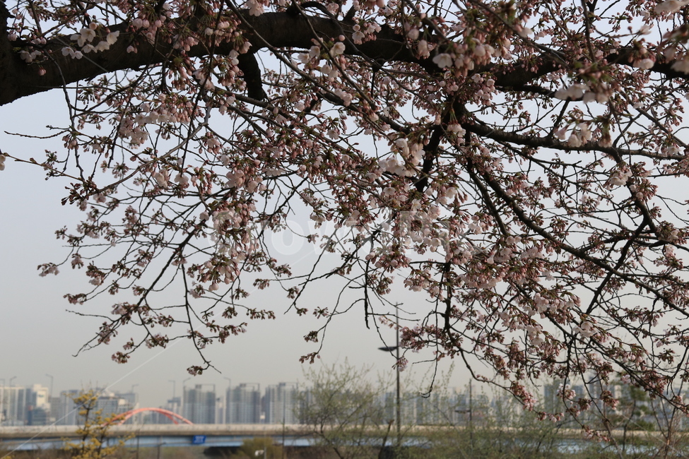 plant,식물,blossom,cherryblossom,벚꽃,flower,꽃,자연,나무,식물,자연,plants,nature,꽃,flower