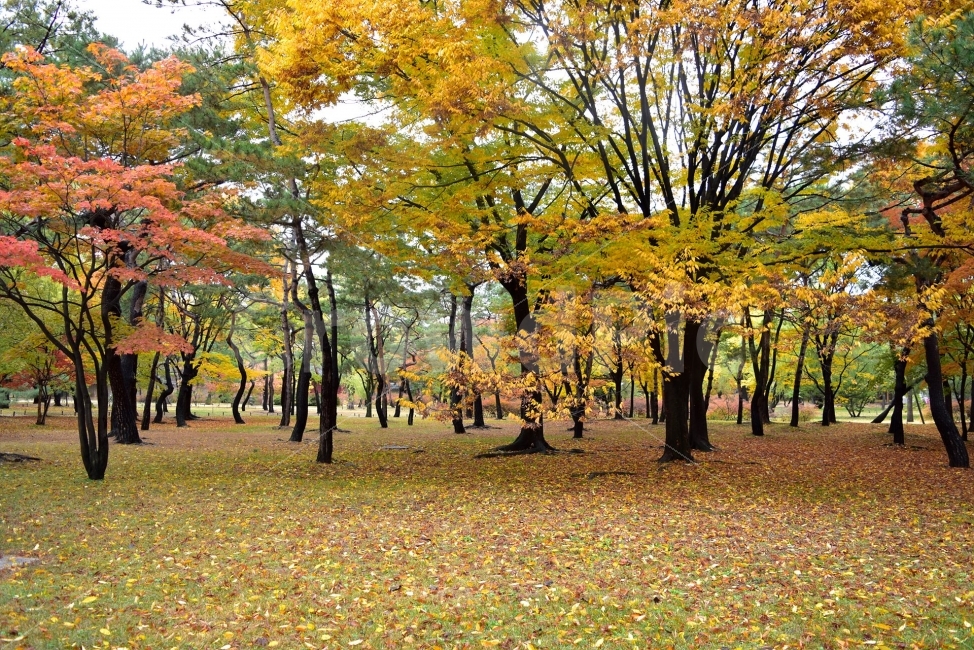 창경궁,가을,단풍,풍경,고궁,서울,낙엽,도심지,명소,자연,비경,단풍나무,춘당지,가을색,가을색채,오색,자연,풍경,nature,landscape,가을,계절,fall,autumn,season,plant,식물,tree,나무,tree trunk,나무 줄기