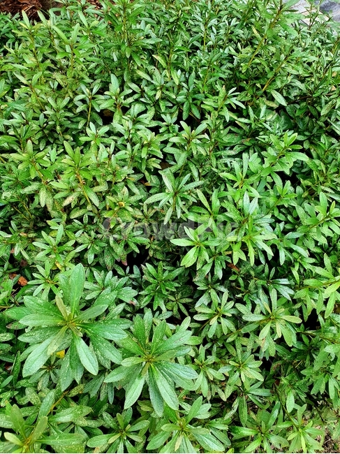 plant,식물,자연,풀,낙엽,식물,자연,plants,nature