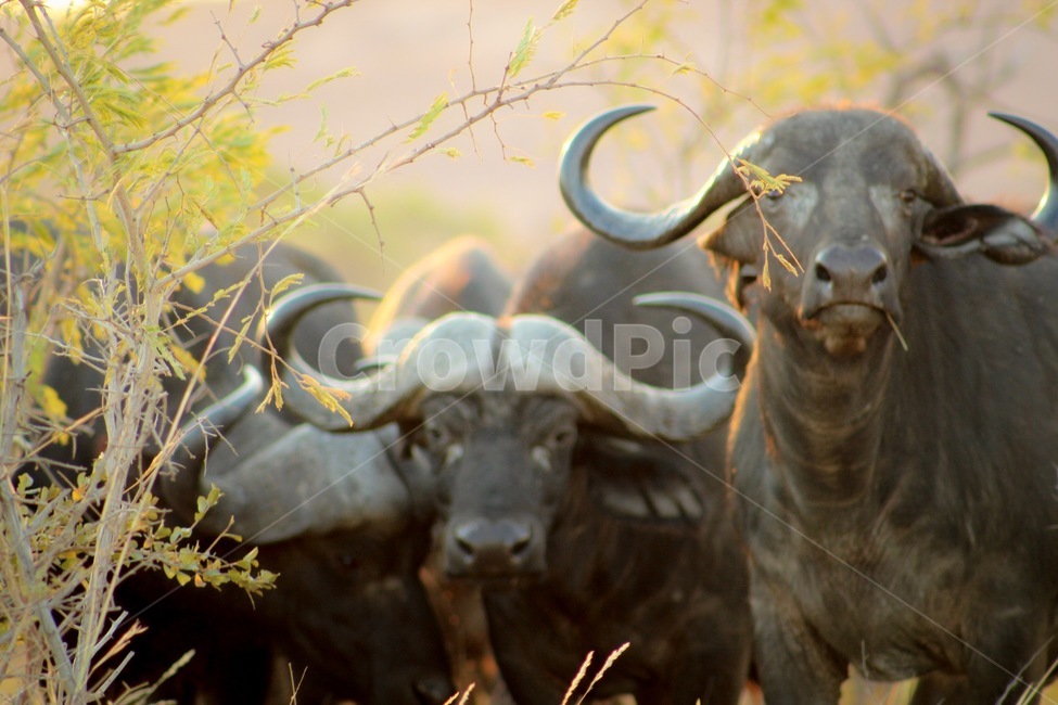 버팔로,야생동물,wildlife,animal,크루거파크,초원,사파리,크루거파크국립공원,동물,animal,포유류,mammal