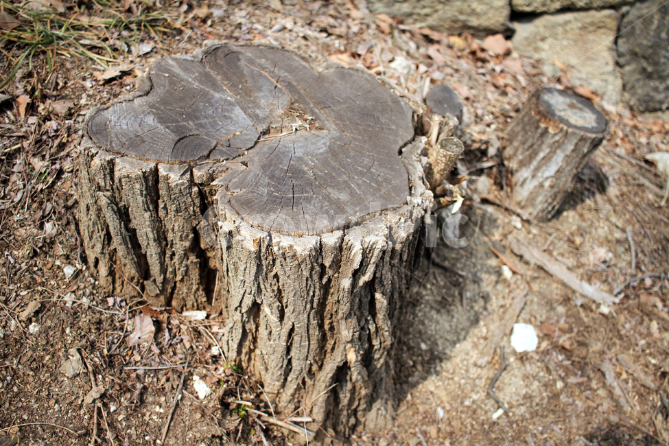 나무,뿌리,tree,wood,밑동,야외