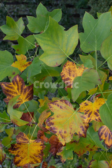 나뭇잎,가을,백그라운드,nature,자연,옥외,outdoors,planr,나무,낙엽,leaf,잎,plant,식물