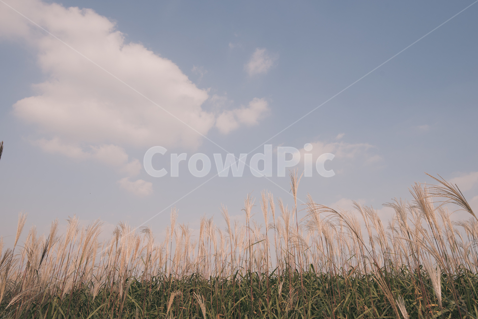plant,식물,억새,억새풀,하늘,sky,가을,fall,억새밭,자연,가을,계절,fall,autumn,season,자연,풍경,nature,landscape,grass,잔디,lawn,reed,갈대