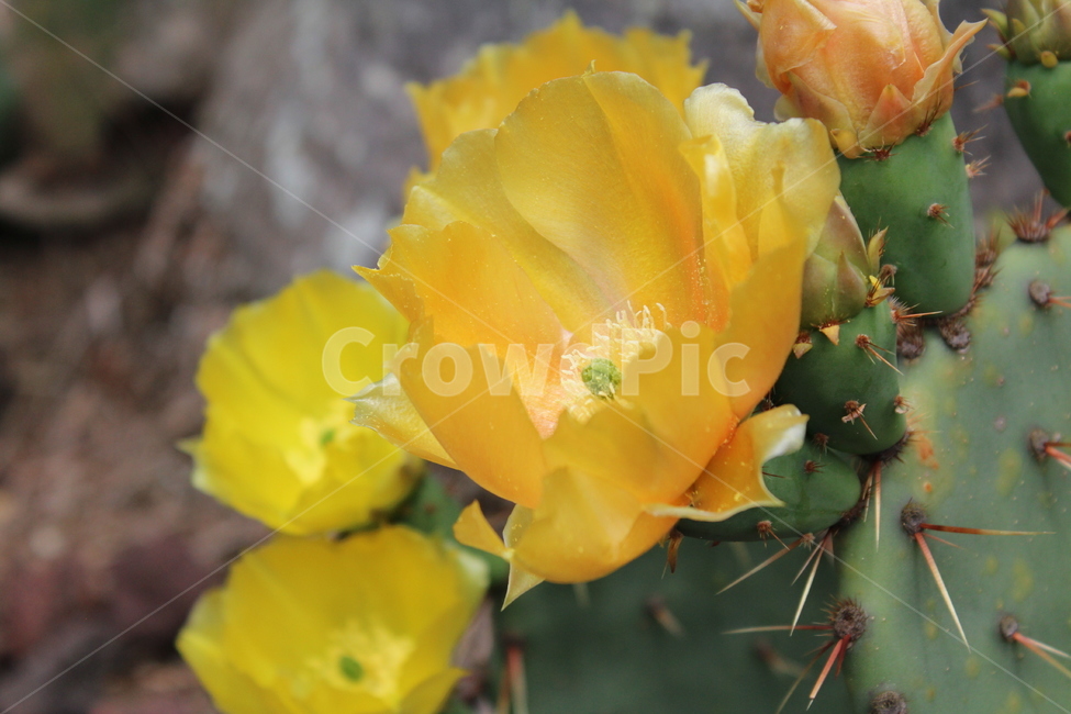 식물,꽃,선인장,노랑,백련초,식물,자연,plants,nature,꽃,flower