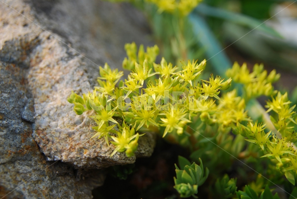 나물,돌나물,돈나물,노란꽃,관상,화분,야생화,돌틈,plants,돌,봄,식물,식물,자연,plants,nature,꽃,flower