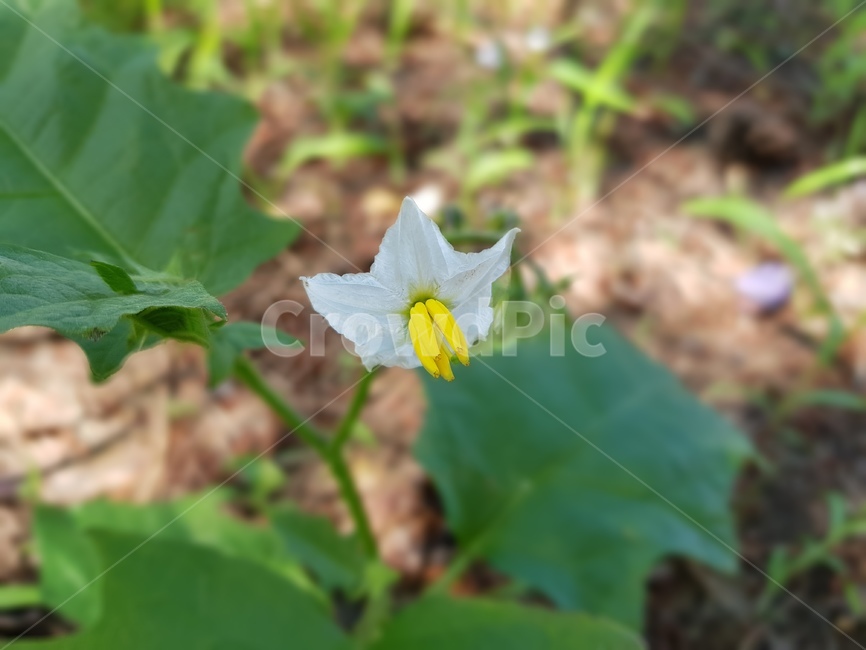식물,감자꽃,자연,잎,꽃,식물,자연,plants,nature,꽃,flower