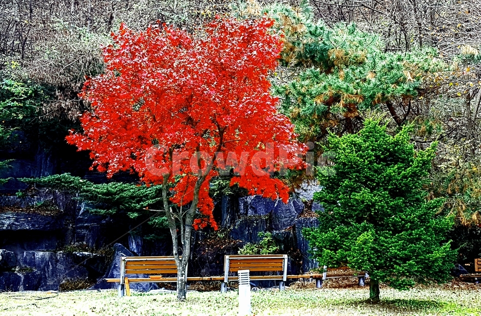 tree,나무,maple,단풍,식물
