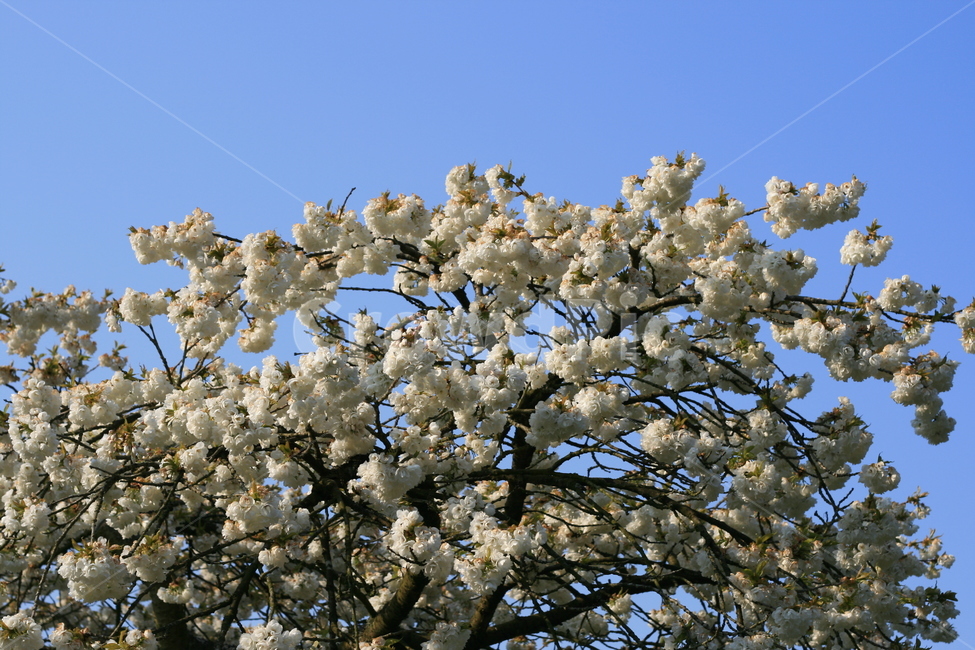 꽃,정원,튤립축제,식물,꽃밭,flower,garden,꽃나무,flowertree,whiteblossom,식물,자연,plants,nature,꽃,flower
