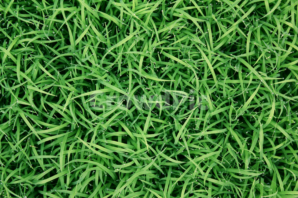 풀,벼,물방울,빗방울,잔디,모내기,탑앵글,wet,젖은,clean,closeup,drop,farm,field,fresh,grass,green,식물,greenrice,grow,lawn,meadow,nature,nobody,outdoor,pattern,plant,rain,rice,spring,texture,topangle,water,waterdrop,녹색,초록색,그린,봄,탑뷰,물,모,싹,새싹,풀밭,이슬,젖어있는,잔디밭,클로즈업,비오는날,자연,농사,논농사,잎,잎사귀,나뭇잎,풀잎,식물,자연,plants,nature,비,비오는날,rain,rainy