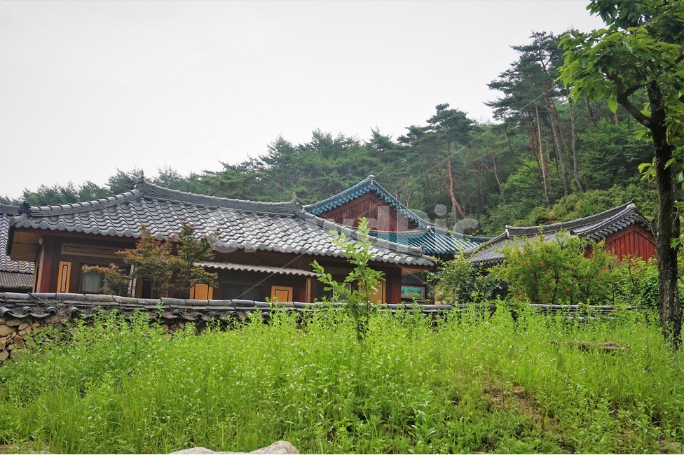 기와,사찰,절,나무,temple,tree,nature,한국전통,한국문화,korean traditional,korean culture,건축물,건물외관,exterior,building,structure,architecture,construction