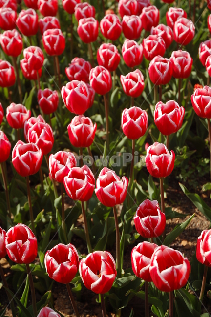 봄,꽃,튤립,예쁜꼿,flower,식물,자연,plants,nature,꽃,flower