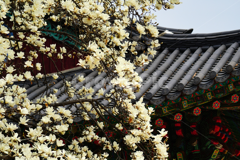 목련,봄꽃,한국자연,꽃,꽃사진,플라워,flower,봄,spring,식물,plants,자연,nature,풍경,landscape,계절,season,snap,스냅,접사,macro,closeup,클로즈업,감성사진,감성,힐링,healing,느낌,feel,feeling,꽃밭,화단,나무,나뭇가지,tree,꽃봉오리,4월,April,목련꽃,한옥,기와,지붕,봄,계절,spring,season,한국전통,한국문화,korean traditional,korean culture,식물,자연,plants,nature,꽃,flower