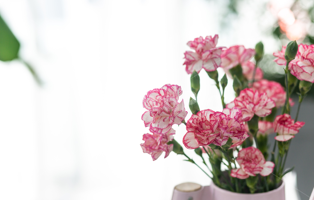 카네이션,꽃,어버이날,봄,화사한,플라워,꽃,flower,가족,패밀리,family,기념일,축하,anniversary,congratulation,celebrate,celebration,교육,학교,공부,education,learning,study,school