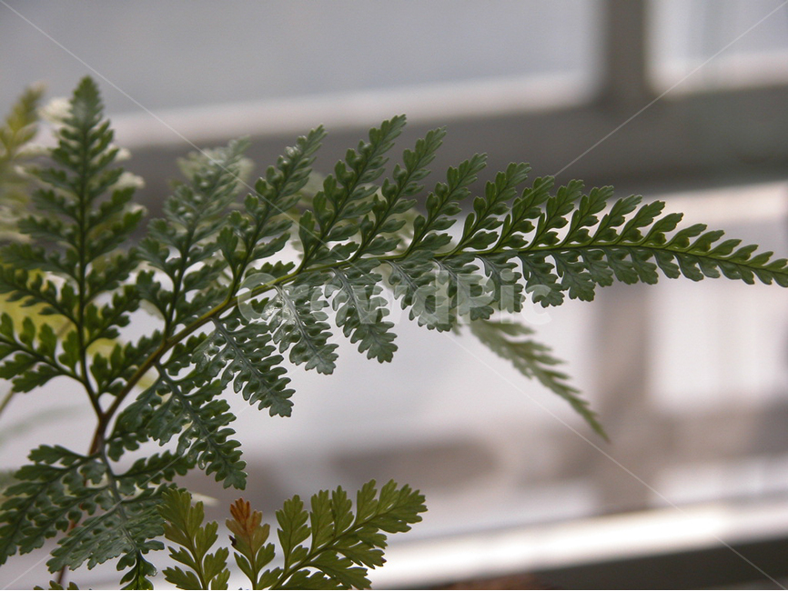 관상,화초,화분,식물원,꽃,식물,자연,plants,nature