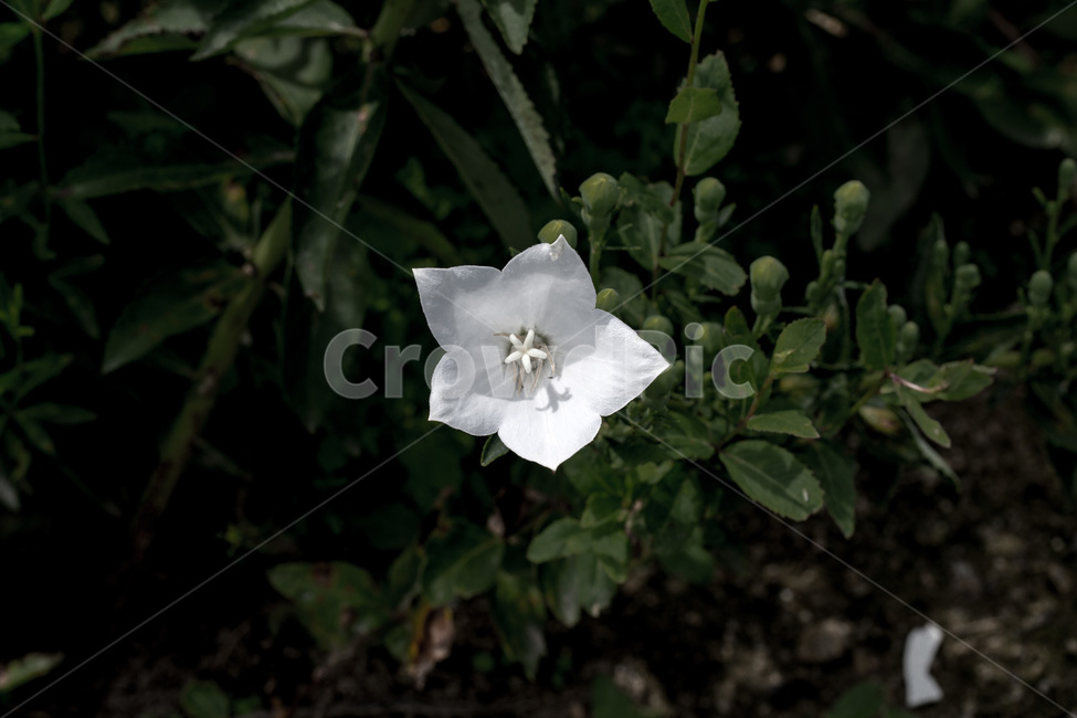 백도라지,도라지꽃,식물,꽃,양용식물,식물,자연,plants,nature,꽃,flower