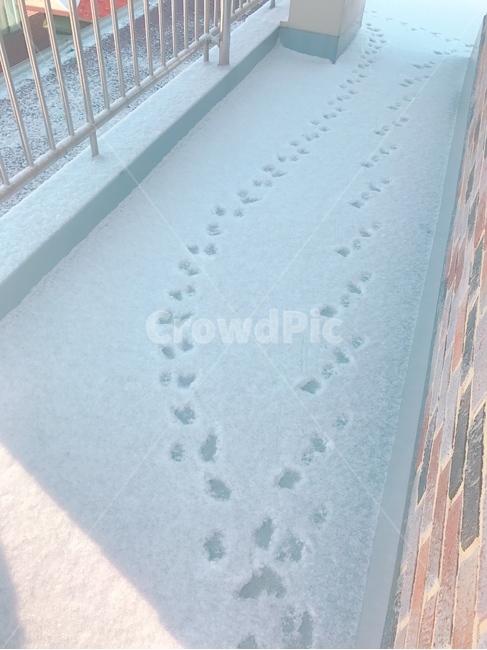 눈,발자국,강아지,겨울,옥상,눈사진,winter,cute,강아지발자국,귀여움