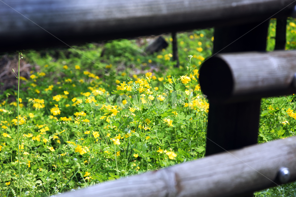 산책길,통나무,동네공원,자연,녹색,식물,자연,plants,nature,꽃,flower