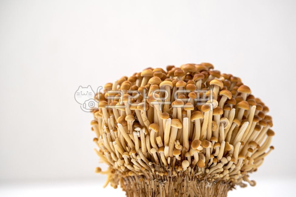 팽이버섯,황금팽이버섯,갈색팽이버섯,버섯,균류,신선,음식,식재료,음식재료,식품,신선식품,유기농