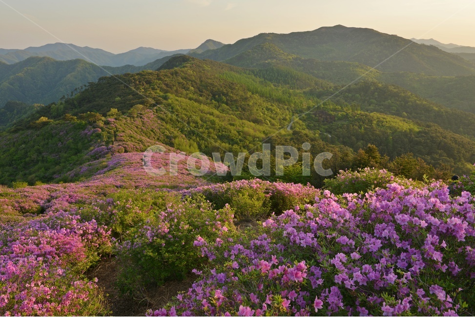 plant,식물,blossom,전북,남원,봉화산,봉화산철쭉제,철쭉,철뚝꽃,철뚝제,봉화산아침,여명,일출,해돋이,flower,꽃,flare,플레어,light,빛,sunlight,햇빛,자연,outdoors,옥외,mountain,산,mountainrange,산맥,slope,경사