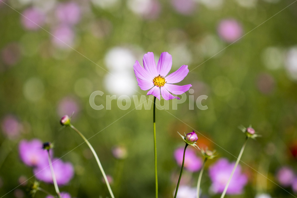 코스모스,꽃,꽃밭,식물,가을,가을,계절,fall,autumn,season,식물,자연,plants,nature,꽃,flower,plant,daisies,데이지,blossom,daisy,geranium,제라늄,petal,꽃잎