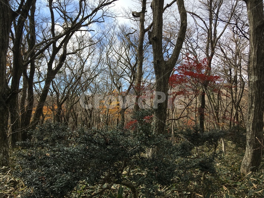 제주,한라산,산림,나무,가을