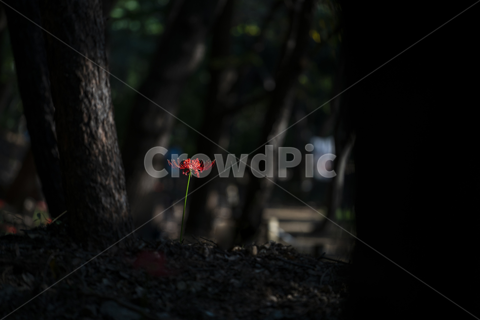 꽃무릇,풍경,자연,꽃,상사화,식물,자연,plants,nature,꽃,flower