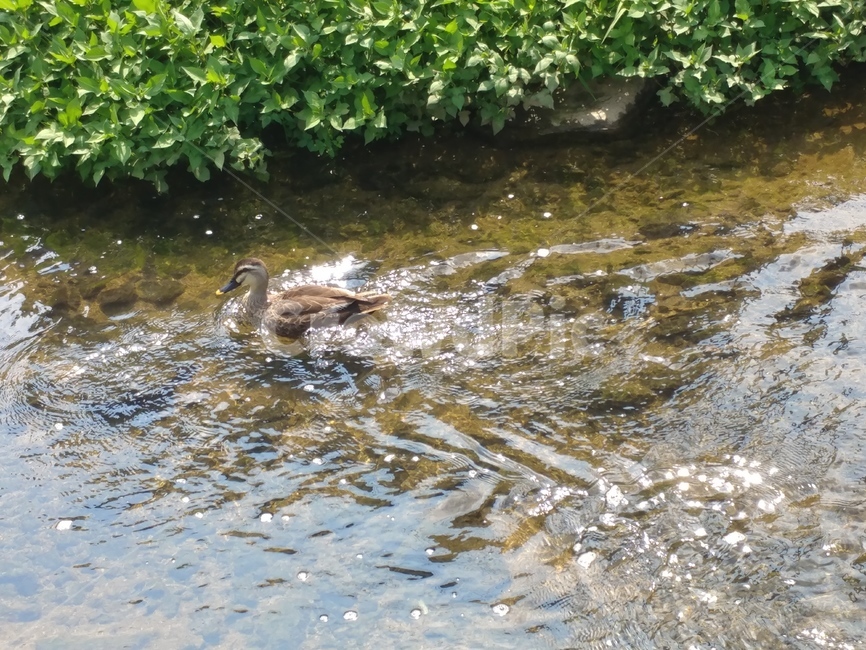 오리,조류,헤엄,돌,풀,물,빛,물쌀,물결,깃,무늬,동물,animal,조류,새,birds