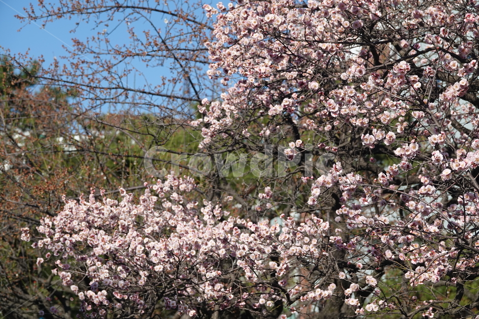 식물,꽃,벚꽃,봄,plkant,blossom,flower,cherryblossom,봄,계절,spring,season,식물,자연,plants,nature,꽃,flower