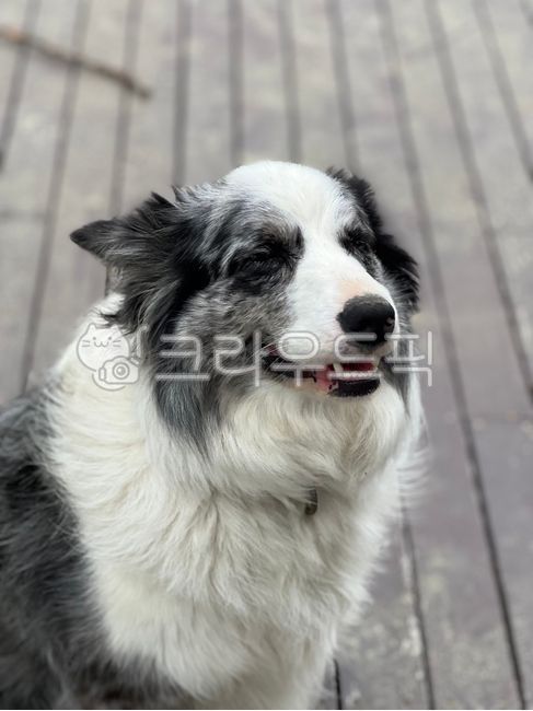 smiling puppy,puppy,blue merle,animal,border collie,large dog