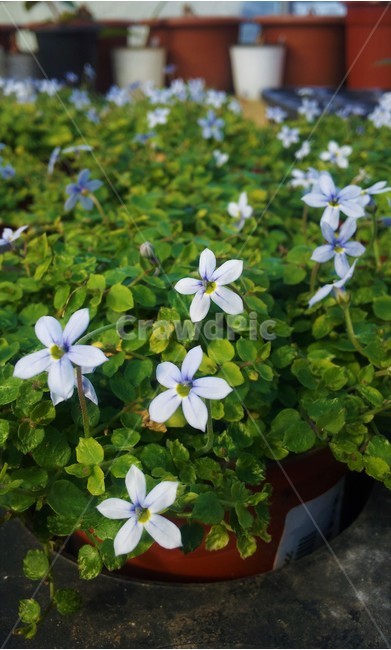 식물,plant,flower,blossom,꽃,화분